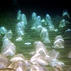 Her Majesty's Majestic Mounds, in a Pool"