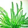 Spleenwort