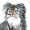 Cat Postcard