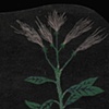 Hair Plants
