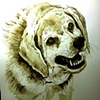 Ferocious Beagle