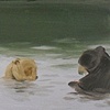 Two bears