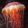 Black Sea Nettle 