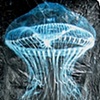 Crystal Jellyfish