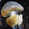Phyllorhiza Punctata Jellyfish