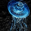 Bell Jellyfish II