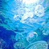 Moon Jellies