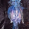 Siphonophore 