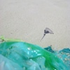 Kailua Beach Series, Untitled 7