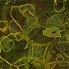 spruceberry/moss