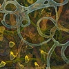 pinedark/cove.1