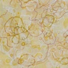 oyster/silk