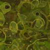spruceberry/moss (detail)