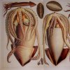 The Inspiration of the Squid Woman