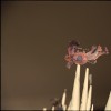 Moth*****************