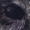 Eye #6 Owl Eye