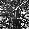 Tree #1