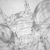 Mantis detail