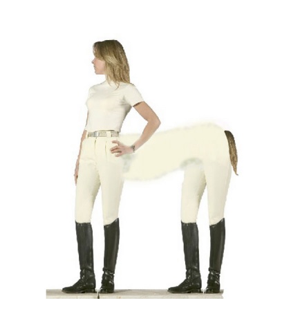 jodhpur centaur
