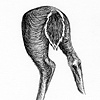 Hind #1