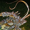 Lobster Hunting,    
Islamorada, Florida