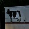 Bovine Hunting
Miami, Florida