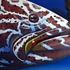 Goliath Grouper Hunting
Key Largo