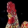 Rooster Hunting
Little Havana, Florida