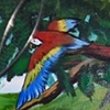 Macaw Catching
Miami, Florida