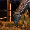 Horse Rustling II,  
Parkland, Florida