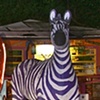 Zebra Hunting
Key Largo, Florida