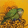 Critically Endangered: Kakapo (Strigops habroptilus)