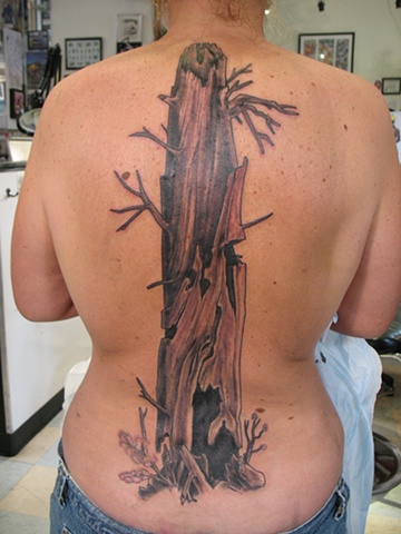 Redwood Trunk