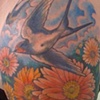 swallows and daisys