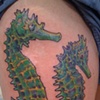 Sea Horses