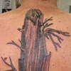 Redwood Trunk