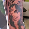 Doggy Portrait