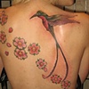 cherry blossoms and hummingbird