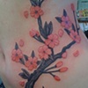Cherry blossoms on side no outline