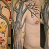 tree in fall
