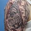Tiger in Progress First Session