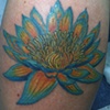 WATER LILY / LOTUS