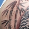 Tiger in Progress First Session