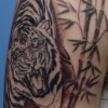 Tiger in Progress First Session