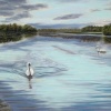 Jacobs Swans II