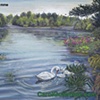 Duxbury Swans