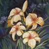Golden Lilies