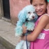 Dogs in Mexico are blue