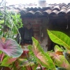 Lengua de saserdote
