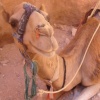 Happy Camel